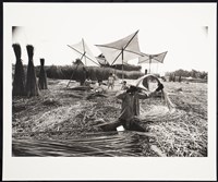 藏品(石草收割忙)的圖片