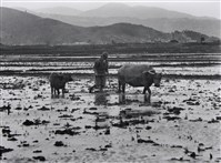 藏品(犁田)的圖片