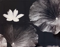 藏品(荷花（二）)的圖片