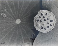 藏品(荷花（四）)的圖片