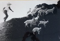 藏品(追)的圖片