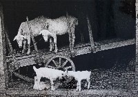 藏品(全家福)的圖片