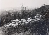 藏品(羊群)的圖片