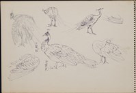 藏品(孔雀)的圖片