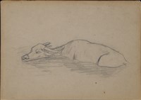 藏品(水牛群速寫)的圖片