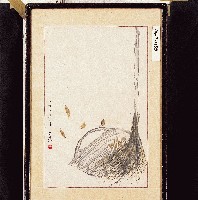 藏品()的圖片