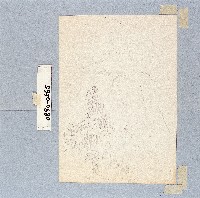 藏品()的圖片