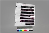 藏品(135黑白負片A—1-33)的圖片