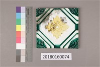 藏品(彩磁(七)之1)的圖片