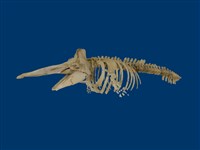 藏品(抹香鯨)的圖片