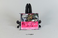 藏品(「2018年亞運會加油！女性運動員紀錄片」_陳葦綾、曾櫟騁、詹謹瑋簽名光碟)的圖片