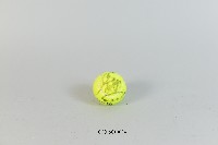 藏品(詹詠然簽名球)的圖片