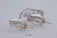藏品(雙頭流星鎚)的圖片