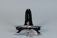 藏品(峨嵋刺)的圖片