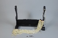 藏品(白長劍穗)的圖片