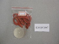 藏品(國立台灣藝術專科學校第6屆運動大會-第2名獎牌)的圖片