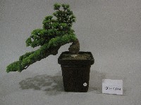 藏品(松樹盆裁模型)的圖片