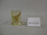 藏品(造型天馬塚金冠紙鎮)的圖片