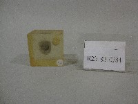 藏品(紙鎮紀念品-日本築波大學贈)的圖片