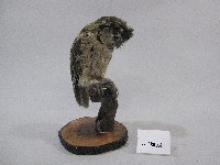 藏品(貓頭鷹標本)的圖片