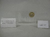 藏品(紙鎮紀念品-美國舊金山州立大學贈)的圖片