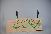 藏品(帕巾)的圖片