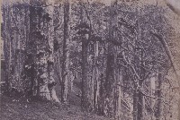 藏品(新竹州蕃地針葉林)的圖片