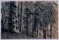 藏品(南條博明相片集：新竹州番地針葉林)的圖片