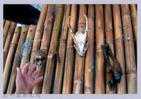 藏品(泰崗部落之獵物1)的圖片