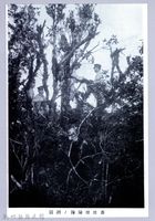 藏品(理蕃志稿老照片─蕃地探險隊ノ測圖)的圖片