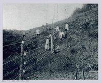 藏品(李崠山圖照1-正在架設的隘勇線)的圖片