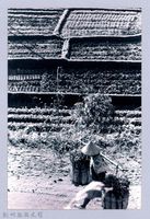 藏品(鄧雨賢相關照片23：挑擔)的圖片