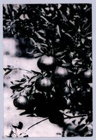 藏品(鄧雨賢相關照片39：柑橘)的圖片