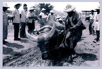 藏品(鄧雨賢相關照片134：牛墟)的圖片