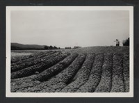 藏品(鳳山溪六股堤防復原工程(堤防復原300M)-施工後)的圖片