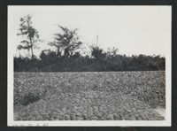 藏品(新庒子溪崁頭堤防復原工程(堤防復原301M)-施工後1)的圖片