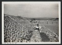 藏品(鳳山溪樟樹叢堤防加高延長復原工程(堤防復原350M)-施工中1)的圖片