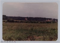 藏品(林保仁縣長主政照片：頭前溪剷除高莖作物-5)的圖片