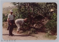 藏品(林保仁縣長主政照片：頭前溪剷除高莖作物-9)的圖片