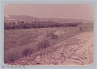 藏品(林保仁縣長主政照片：頭前溪剷除高莖作物-23)的圖片