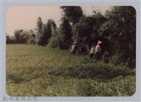 藏品(林保仁縣長主政照片：新竹縣新埔鎮六十七年度防汛演習-8)的圖片