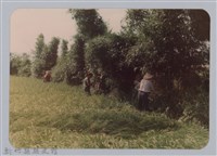 藏品(林保仁縣長主政照片：新竹縣新埔鎮六十七年度防汛演習-9)的圖片