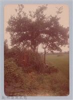 藏品(林保仁縣長主政照片：新竹縣新埔鎮六十七年度防汛演習-23)的圖片