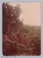 藏品(林保仁縣長主政照片：新竹縣新埔鎮六十七年度防汛演習-25)的圖片