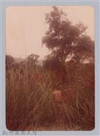 藏品(林保仁縣長主政照片：新竹縣新埔鎮六十七年度防汛演習-30)的圖片