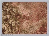 藏品(林保仁縣長主政照片：新竹縣新埔鎮六十七年度防汛演習-37)的圖片