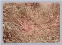 藏品(林保仁縣長主政照片：新竹縣新埔鎮六十七年度防汛演習-42)的圖片