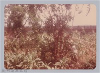 藏品(林保仁縣長主政照片：新竹縣新埔鎮六十七年度防汛演習-43)的圖片