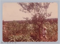 藏品(林保仁縣長主政照片：新竹縣新埔鎮六十七年度防汛演習-45)的圖片