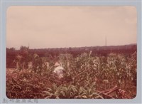 藏品(林保仁縣長主政照片：新竹縣新埔鎮六十七年度防汛演習-47)的圖片